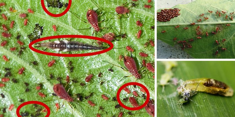 10 Insects You Should Never Kill On Your Property
