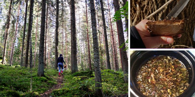 14 Survival Trees You Can Forage For Medicine
