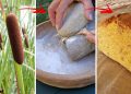 How To Grind Cattails And Make Bread