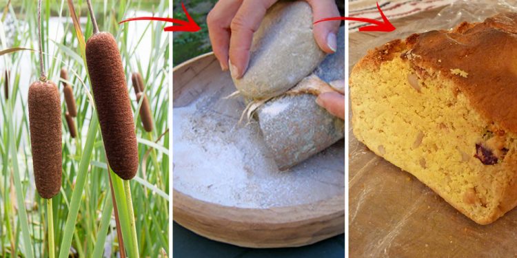 Bread From BackYard Plants How-To-Grind-Cattails-And-Make-Bread-0-750x375