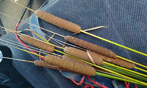 How To Grind Cattails And Make Bread