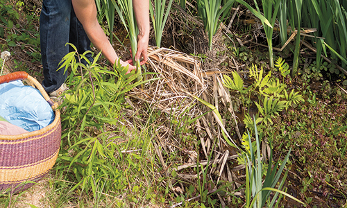 How To Grind Cattails And Make Bread