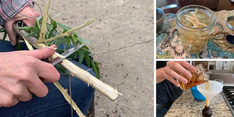 How to Make A Pain-Relieving Willow Bark Tincture