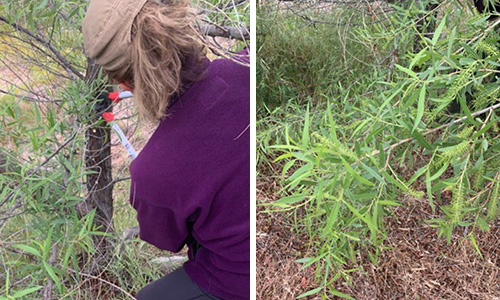 How to Make A Pain-Relieving Willow Bark Tincture