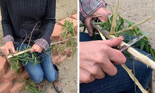 How to Make A Pain-Relieving Willow Bark Tincture
