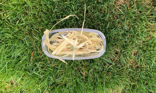 How to Make A Pain-Relieving Willow Bark Tincture