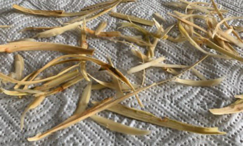 How to Make A Pain-Relieving Willow Bark Tincture
