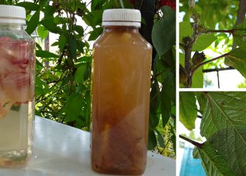 The Best Pest Killer That You Already Have In Your Pantry