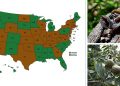 The Most Common Edible Trees Growing In Your State