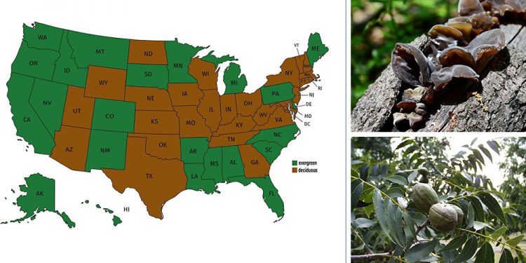 The Most Common Edible Trees Growing In Your State