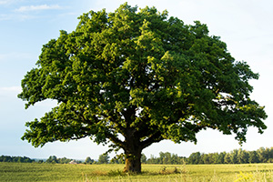 The Most Common Edible Trees Growing In Your State