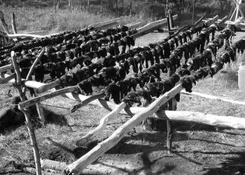 The Native American Foods That Cherokees Ate During Hard Times