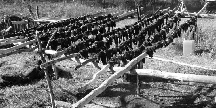 The Native American Foods That Cherokees Ate During Hard Times