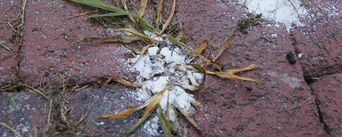 50 Survival Uses For Salt