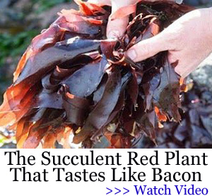 The succulent red plant that tastes like bacon