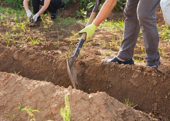 How To Start A Survival Garden From Scratch