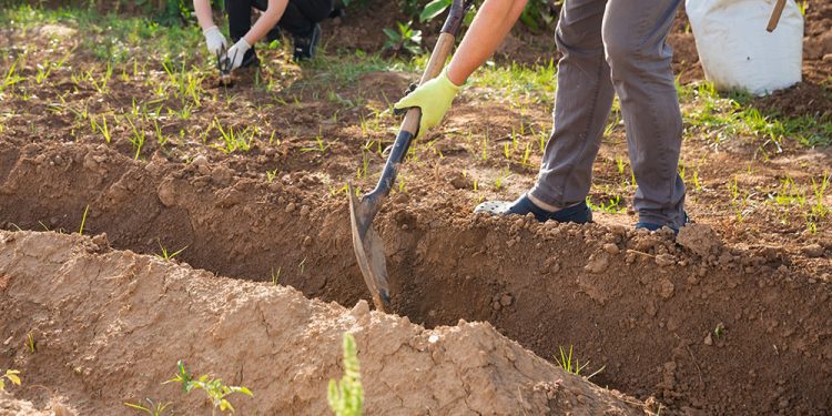 How To Start A Survival Garden From Scratch