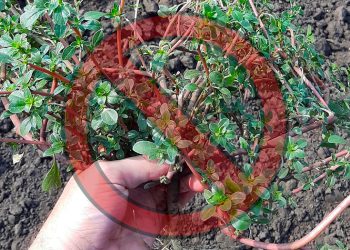 Stop Pulling Out This Weed, And Do This Instead