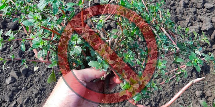 Stop Pulling Out This Weed, And Do This Instead