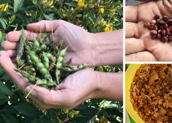 The Survival Crop Every Prepper Should Consider Growing