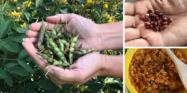 The Survival Crop Every Prepper Should Consider Growing