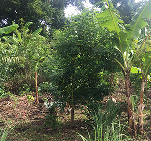 The Survival Crop Every Prepper Should Consider Growing - Pigeon Pea