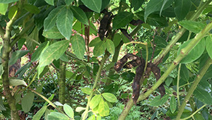 The Survival Crop Every Prepper Should Consider Growing - Pigeon Pea