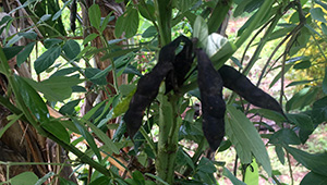 The Survival Crop Every Prepper Should Consider Growing - Pigeon Pea