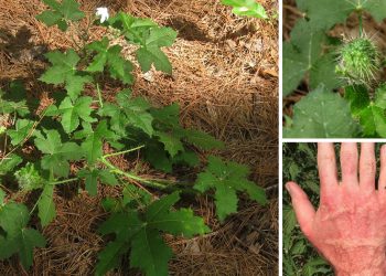 The U.S. Most Painful Plant