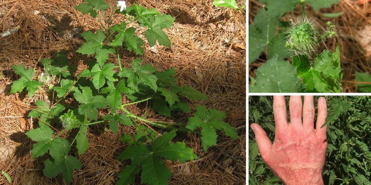 The U.S. Most Painful Plant