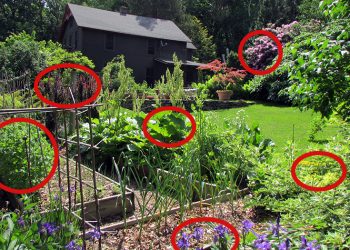 15 Survival Plants You Should Hide From Your Neighbours