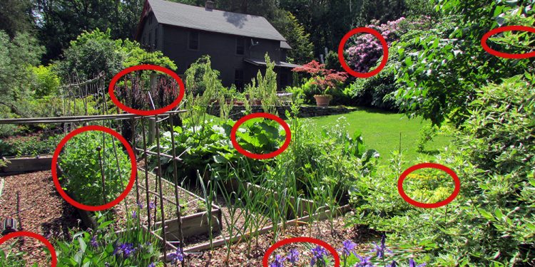 15 Survival Plants You Should Hide From Your Neighbours