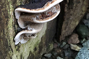 15 Survival Plants You Should Hide From Your Neighbours 