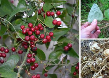 The Wild Superfood You Didn’t Know About [All Parts Are Edible]