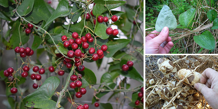 The Wild Superfood You Didn’t Know About [All Parts Are Edible]