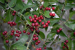 Smilax 