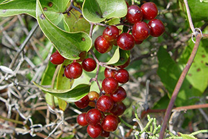 Smilax Berries