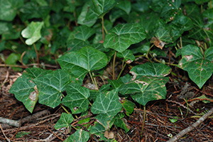 The Wild Superfood You Didn’t Know About [All Parts Are Edible]