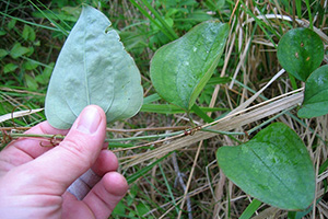 The Wild Superfood You Didn’t Know About [All Parts Are Edible]