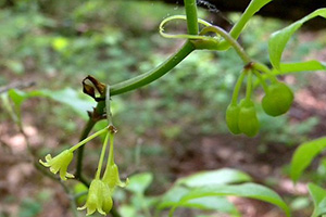 The Wild Superfood You Didn’t Know About [All Parts Are Edible]