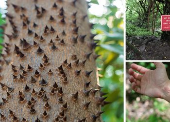 10 Killer Trees You Should Never Have In Your Backyard