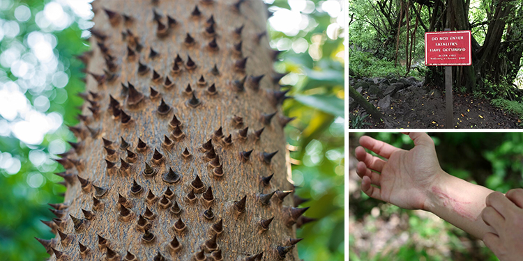 10 Killer Trees You Should Never Have In Your Backyard