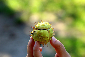 Horse Chestnut