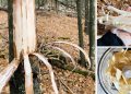 How To Make Pine Bark Bread