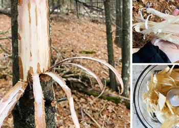 How To Make Pine Bark Bread