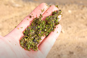 Duckweed