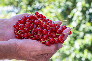 The Plants That Are Illegal To Grow, But Perfectly Fine To Forage