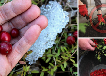 The Plants That Are Illegal To Grow, But Perfectly Fine To Forage