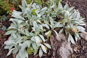12 Plants That Make Soft Toilet Paper