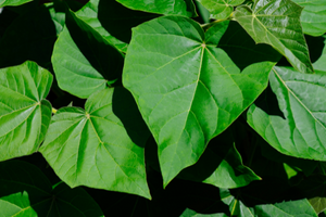 12 Plants That Make Soft Toilet Paper